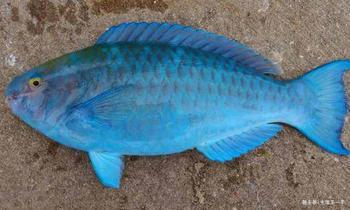 女子海里钓上蓝色怪鱼,不仔细看还以为是塑胶玩具!