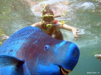 女子海里钓上蓝色怪鱼,不仔细看还以为是塑胶玩具!