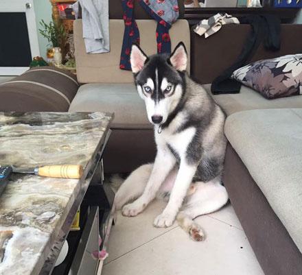 哈士奇把桌子咬坏，主人买了大理石的，结果二哈试过后生无可恋了