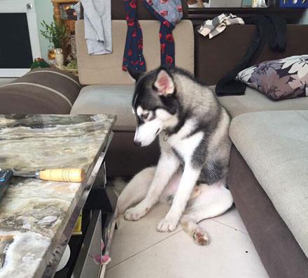 哈士奇把桌子咬坏，主人买了大理石的，结果二哈试过后生无可恋了