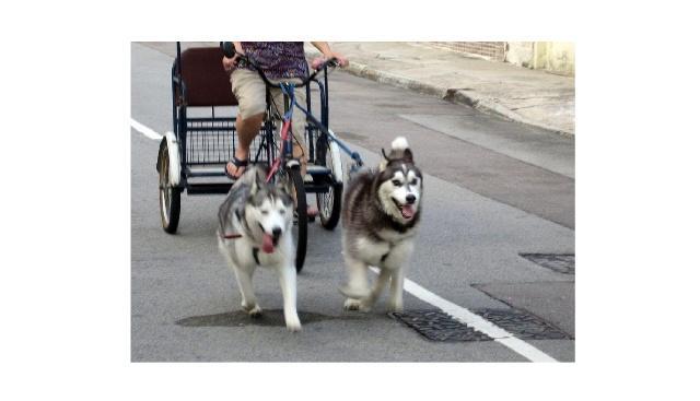 哈士奇把桌子咬坏，主人买了大理石的，结果二哈试过后生无可恋了