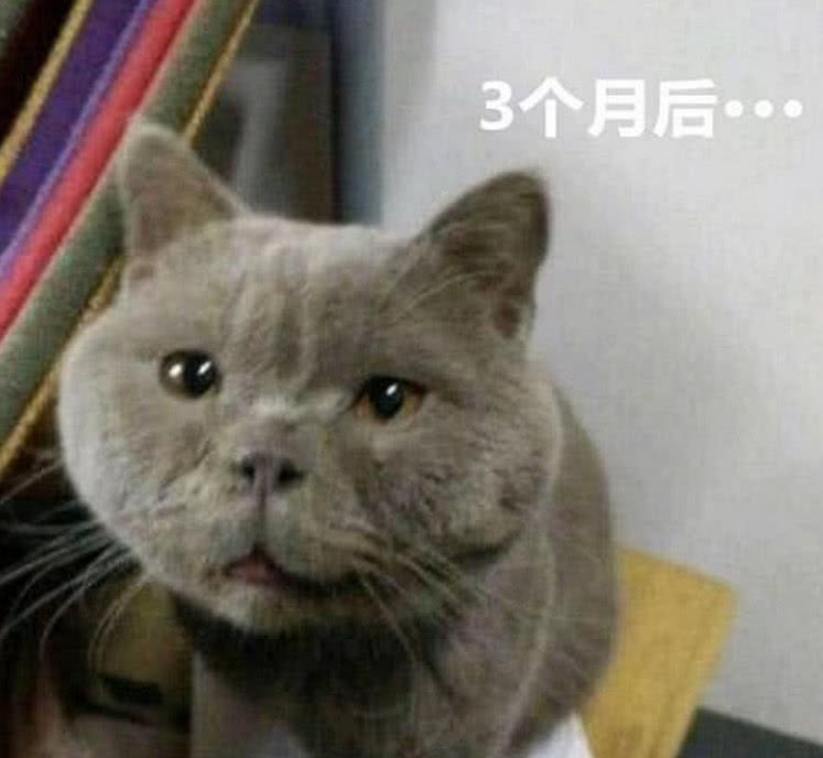 女孩网购了一只蓝猫，3个月后哭着找店家，女孩：退钱！