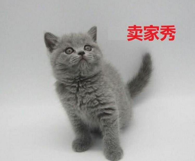 女孩网购了一只蓝猫，3个月后哭着找店家，女孩：退钱！