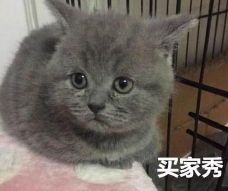 女孩网购了一只蓝猫，3个月后哭着找店家，女孩：退钱！