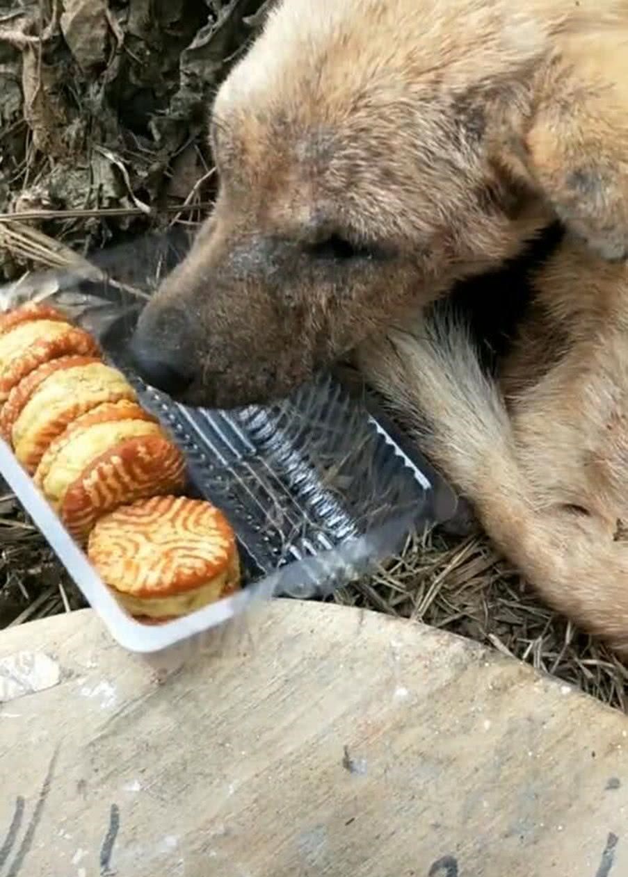 流浪狗被人欺负怕了，面对别人给的饼干，狗狗的反应让人心疼