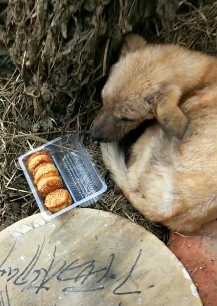 流浪狗被人欺负怕了，面对别人给的饼干，狗狗的反应让人心疼