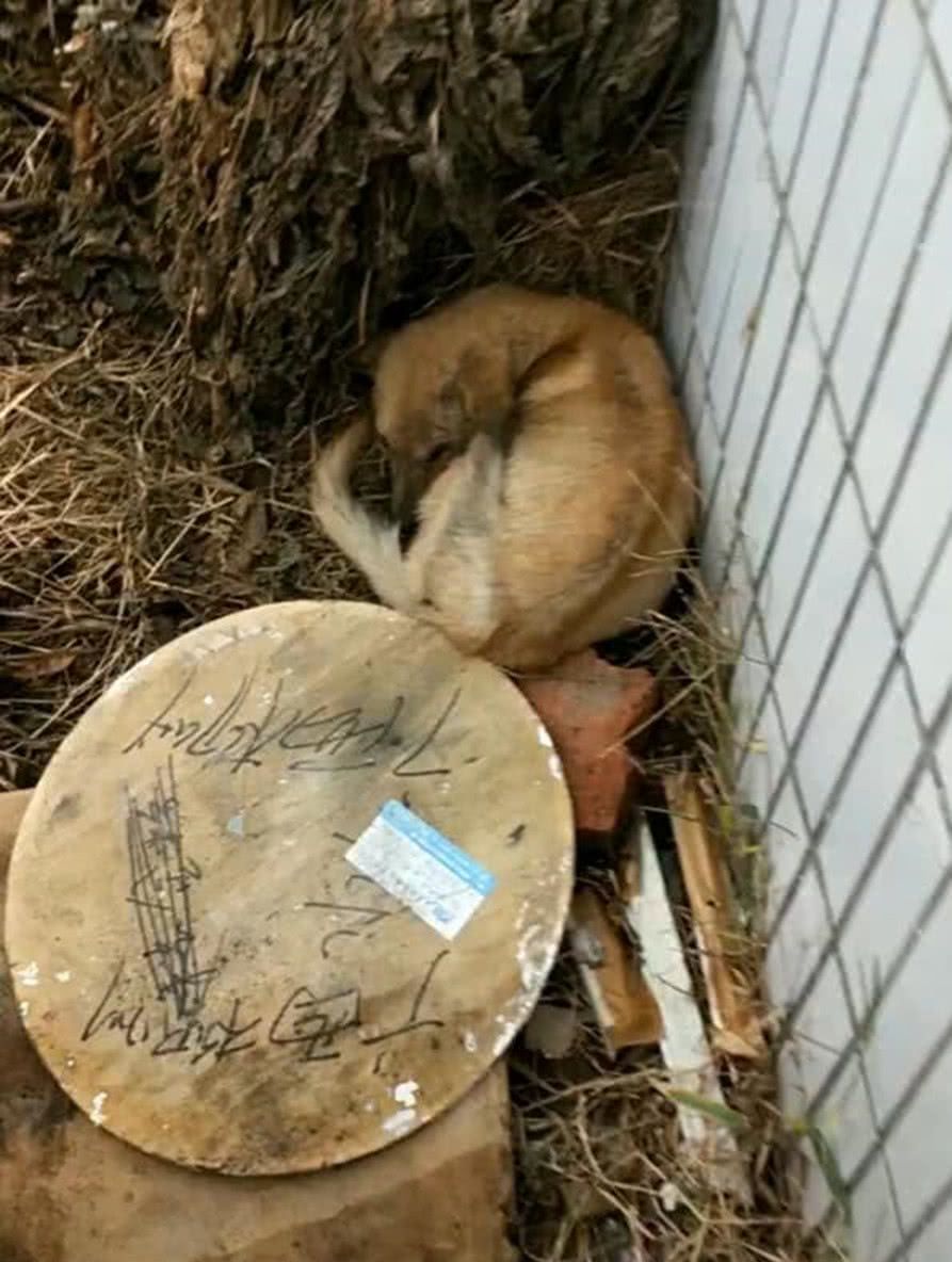 流浪狗被人欺负怕了，面对别人给的饼干，狗狗的反应让人心疼