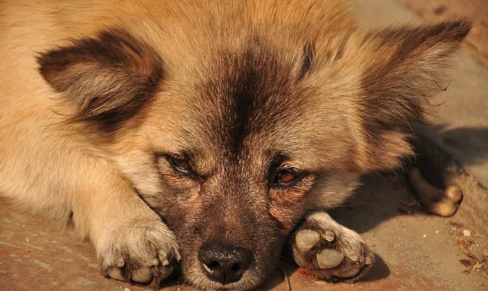 流浪狗被人欺负怕了，面对别人给的饼干，狗狗的反应让人心疼