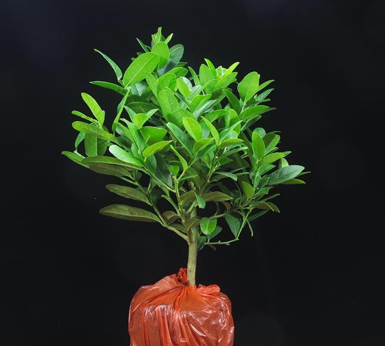 此水果可以盆栽种植, 养护容易, 年年开花结果, 还可当盆景树观赏