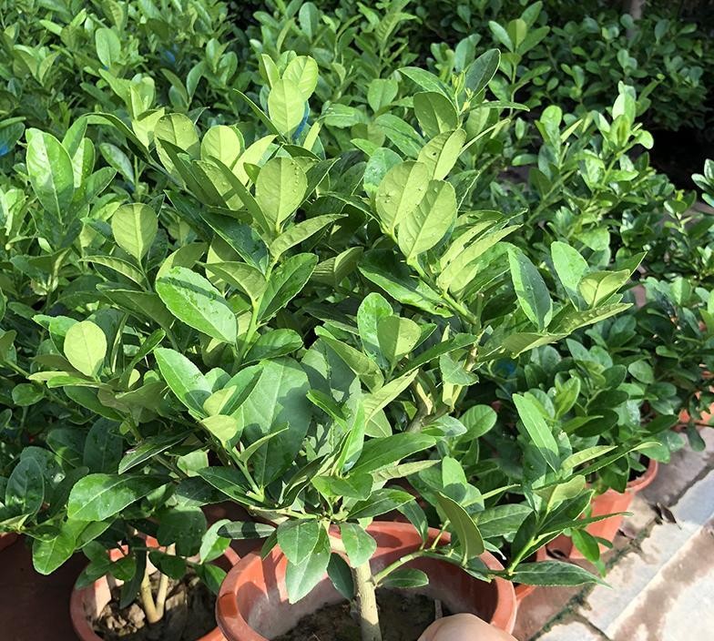 此水果可以盆栽种植, 养护容易, 年年开花结果, 还可当盆景树观赏