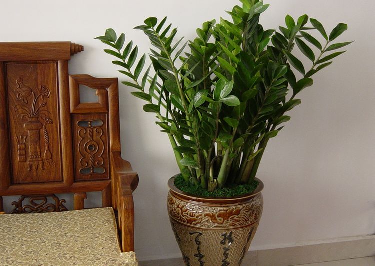 现在养上这2种“树”,养护到年底,不仅观赏性强,还招财旺运!