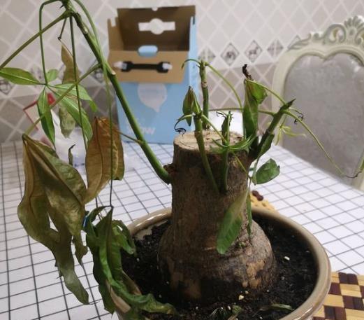 现在养上这2种“树”,养护到年底,不仅观赏性强,还招财旺运!