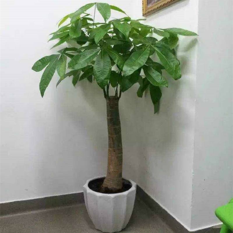 现在养上这2种“树”,养护到年底,不仅观赏性强,还招财旺运!