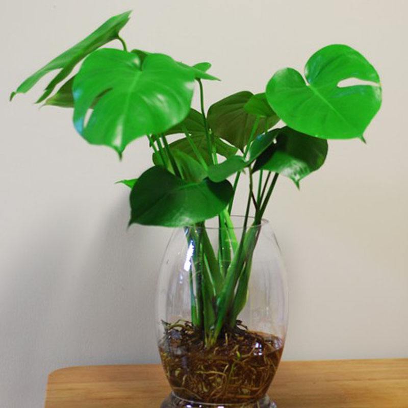 现在养上这2种“树”,养护到年底,不仅观赏性强,还招财旺运!