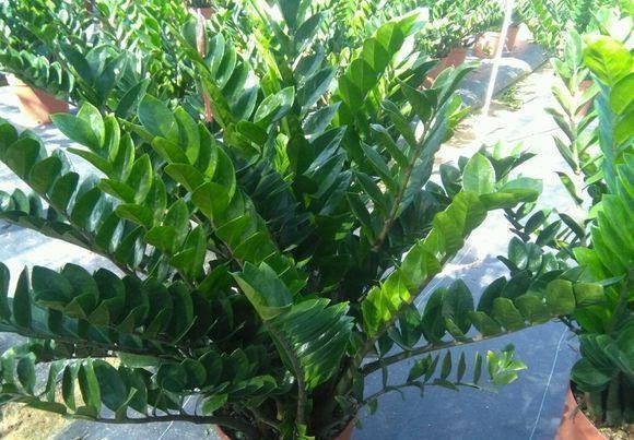 现在养上这2种“树”,养护到年底,不仅观赏性强,还招财旺运!