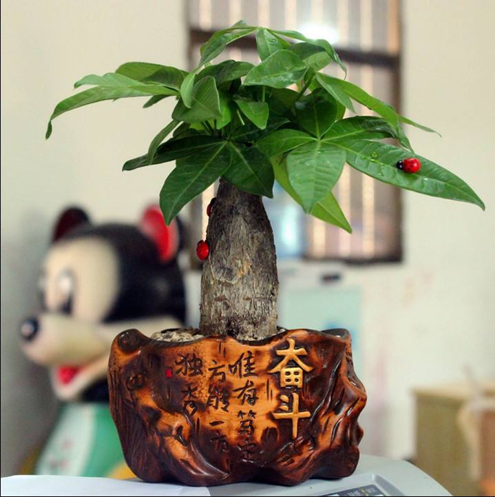 现在养上这2种“树”,养护到年底,不仅观赏性强,还招财旺运!