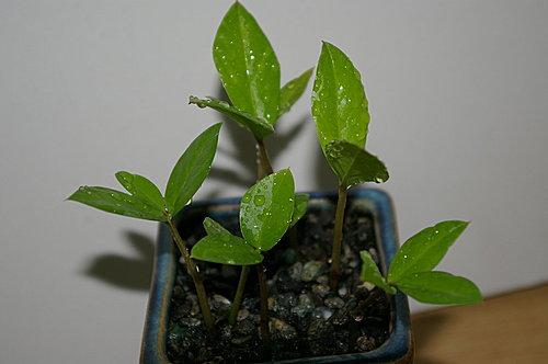 现在养上这2种“树”,养护到年底,不仅观赏性强,还招财旺运!