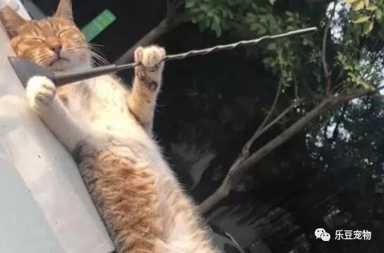 自从上次从车上摔下后，猫咪每次睡觉都紧抱汽车天线！睡姿怪异！