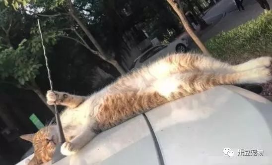 自从上次从车上摔下后，猫咪每次睡觉都紧抱汽车天线！睡姿怪异！