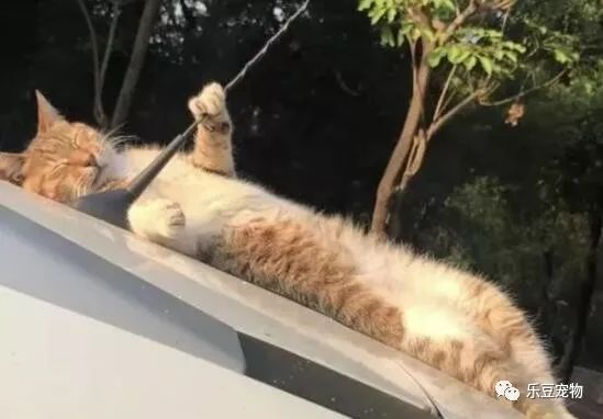 自从上次从车上摔下后，猫咪每次睡觉都紧抱汽车天线！睡姿怪异！