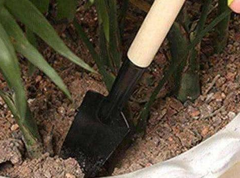 用大豆、果皮养花,不如往盆里“放个饼”,叶片油绿,开花更旺!