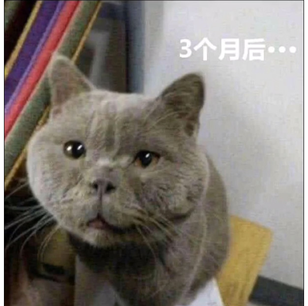 姑娘网购一只猫,值得看一看