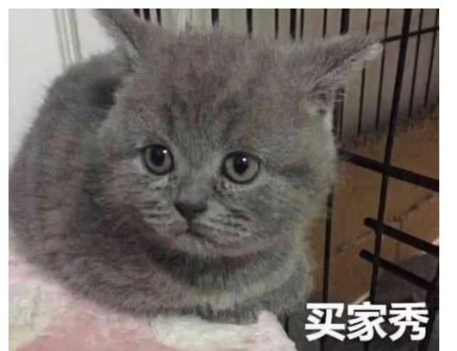 姑娘网购一只猫,值得看一看