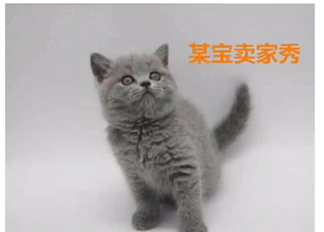 姑娘网购一只猫,值得看一看
