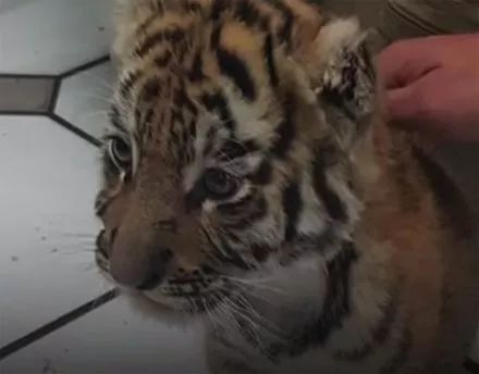 警犬对着塑胶箱怒吼,没想到警察打开一看竟是.....