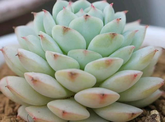 静夜传说中的夏必死你认识吗？你知道它的养护技巧和方法吗