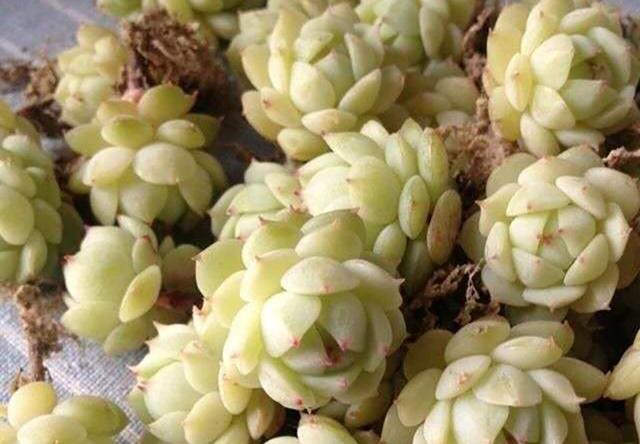 静夜传说中的夏必死你认识吗？你知道它的养护技巧和方法吗