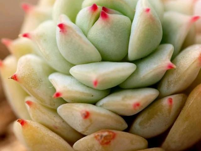 静夜传说中的夏必死你认识吗？你知道它的养护技巧和方法吗