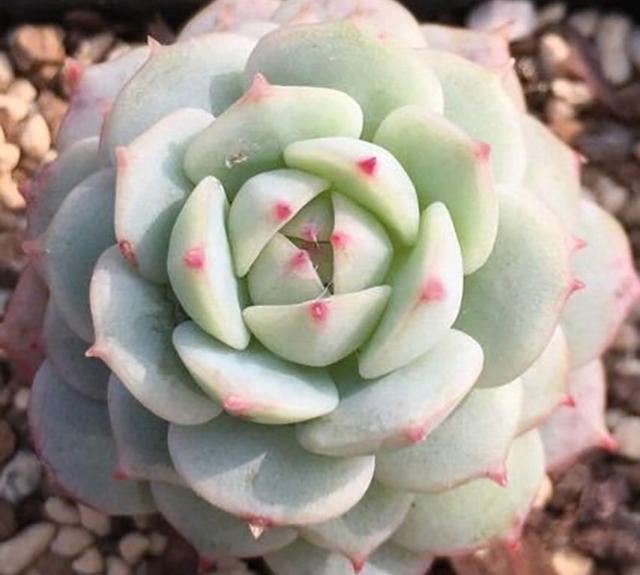 静夜传说中的夏必死你认识吗？你知道它的养护技巧和方法吗