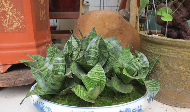 虎皮兰养护如何施肥能让虎皮兰长得又高又直