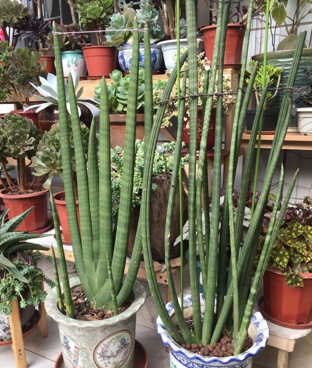 虎皮兰养护如何施肥能让虎皮兰长得又高又直