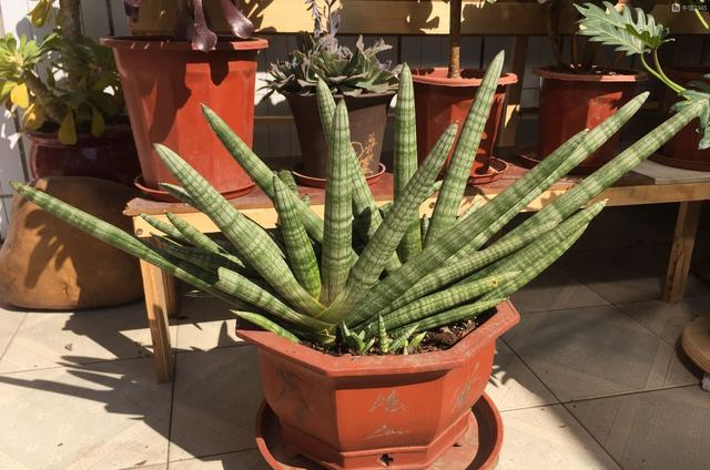 虎皮兰养护如何施肥能让虎皮兰长得又高又直