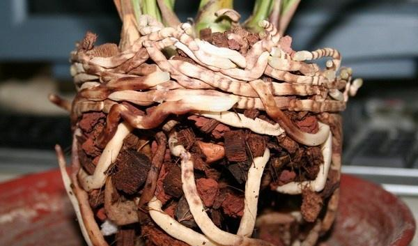 盆栽兰草，养护不当，出现“空根”现象，这该怎么办