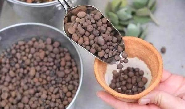 盆栽兰草，养护不当，出现“空根”现象，这该怎么办