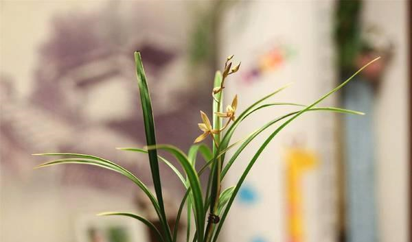 盆栽兰草，养护不当，出现“空根”现象，这该怎么办