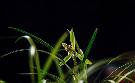 盆栽兰草，养护不当，出现“空根”现象，这该怎么办