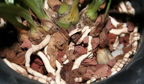 盆栽兰草，养护不当，出现“空根”现象，这该怎么办