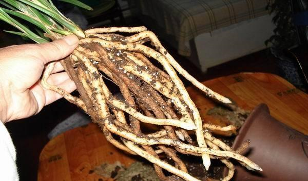 盆栽兰草，养护不当，出现“空根”现象，这该怎么办