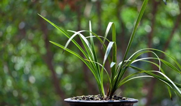 盆栽兰草，养护不当，出现“空根”现象，这该怎么办