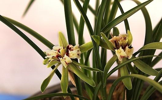 盆栽兰草，养护不当，出现“空根”现象，这该怎么办