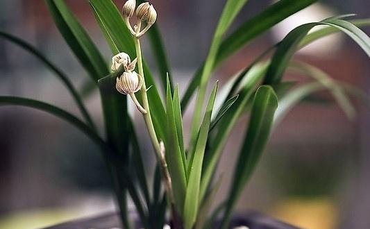 盆栽兰草，养护不当，出现“空根”现象，这该怎么办