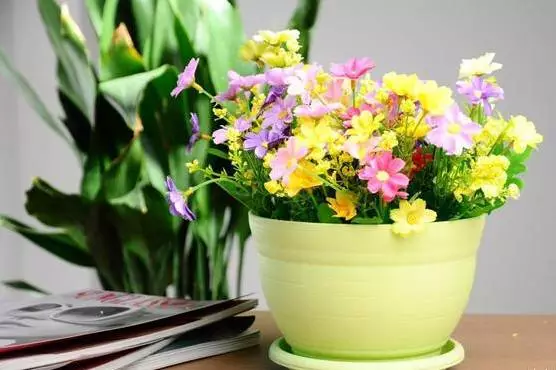 新手养花六大常识，选花、选盆、养护大揭秘！