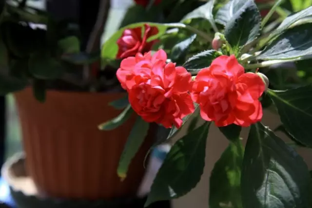 新手养花六大常识，选花、选盆、养护大揭秘！