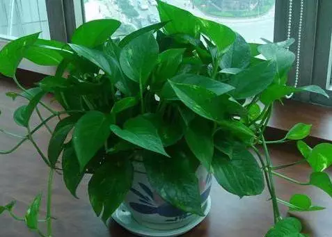 新手养花六大常识，选花、选盆、养护大揭秘！