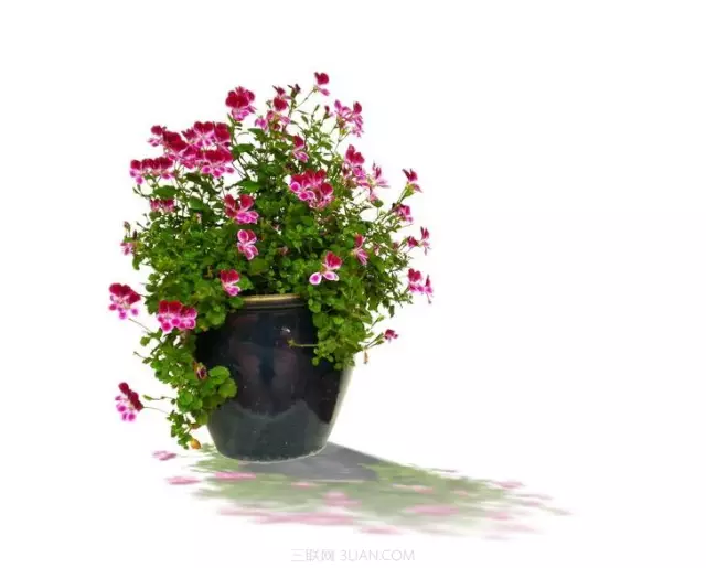 新手养花六大常识，选花、选盆、养护大揭秘！