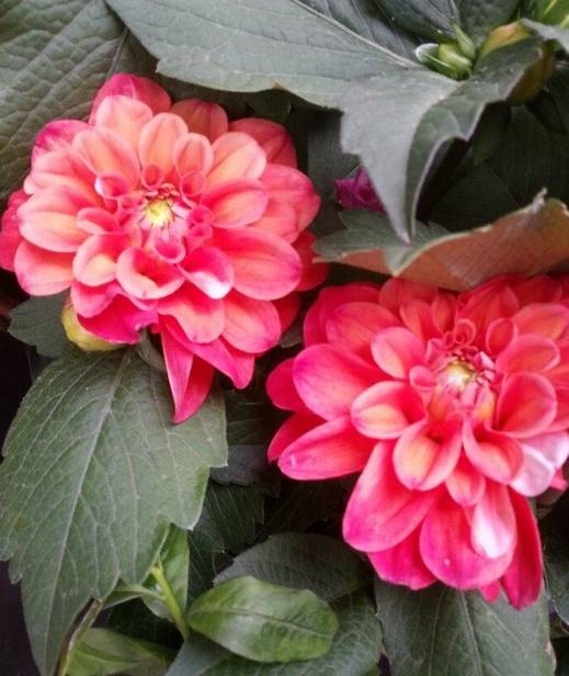 盆栽大丽花的种植养护方法